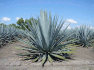 logo de Aplicaciones de Agave S.A. de C.V.